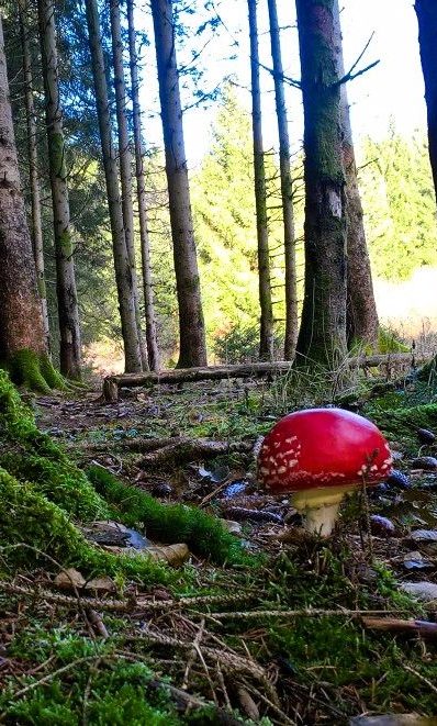 Roter Fliegenpilz vor Bäumen in einem moosbedeckten Wald als Symbol für Resilienz und Farbenfreude auch in dunklen Zeiten.