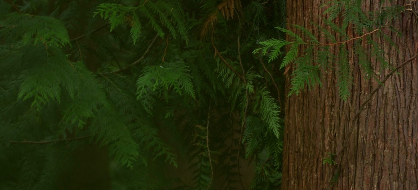 Wald mit dichtem Laub und einem dicken Baumstamm als Symbol für Widerstandskraft und erneutes Erblühen durch psychologische Unterstützung.
